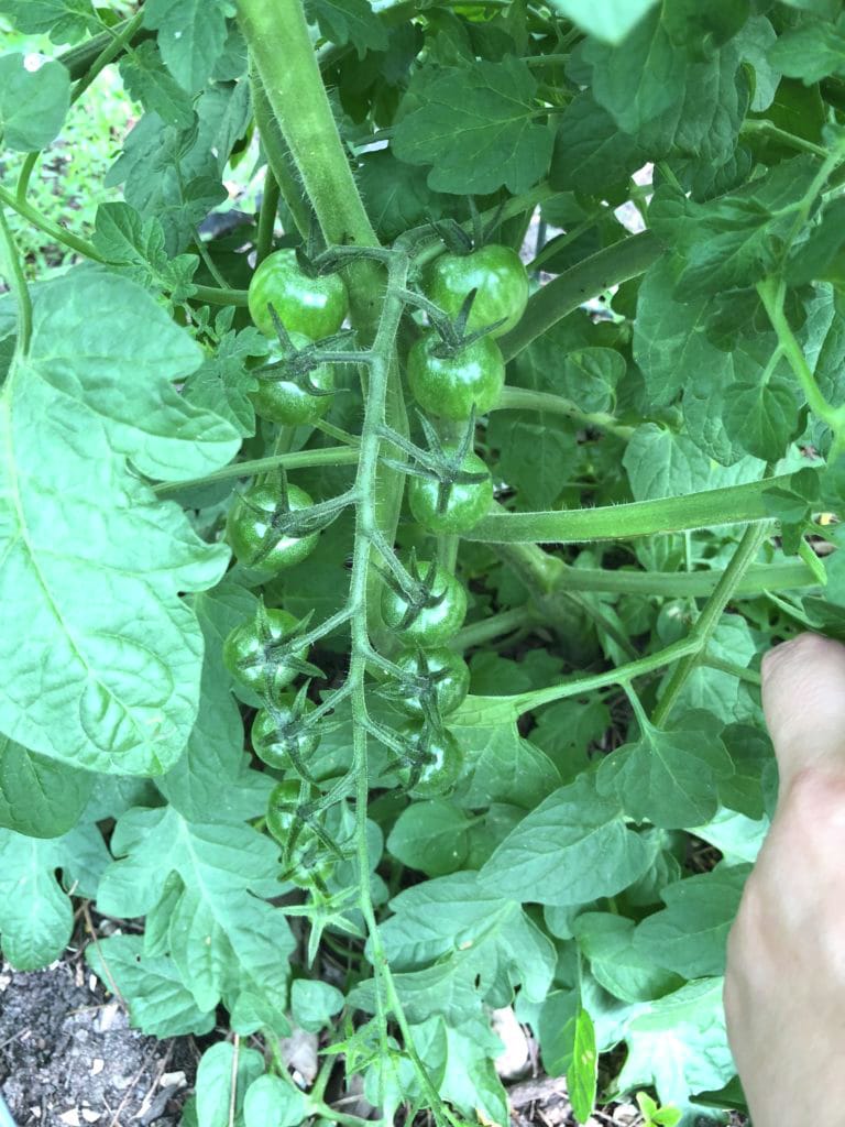 How to Grow Tomatoes in Houston