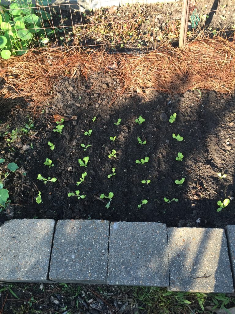 How to Grow Lettuce in Houston