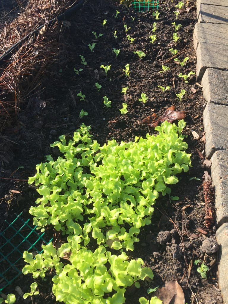 How to Grow Lettuce in Houston