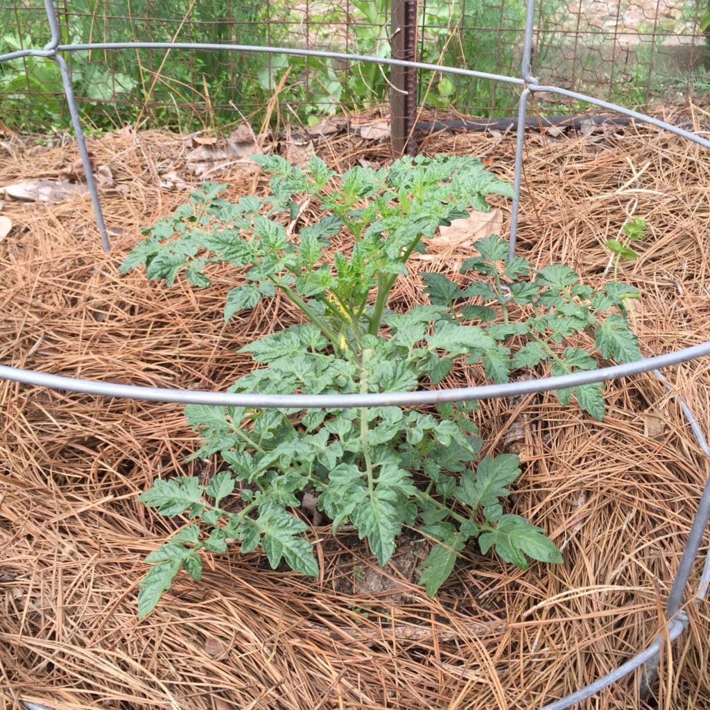 How to Grow Tomatoes in Houston