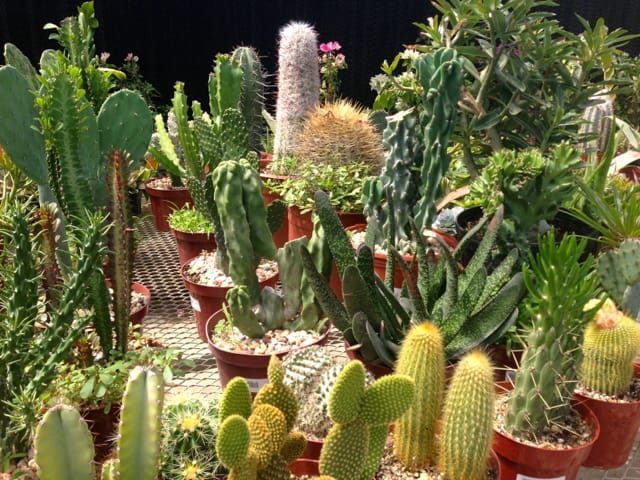 Cactus