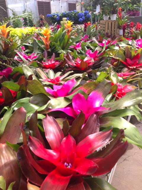 Bromelias
