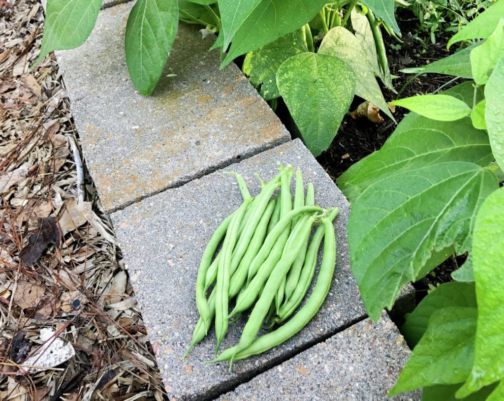 How to Grow Beans in Houston