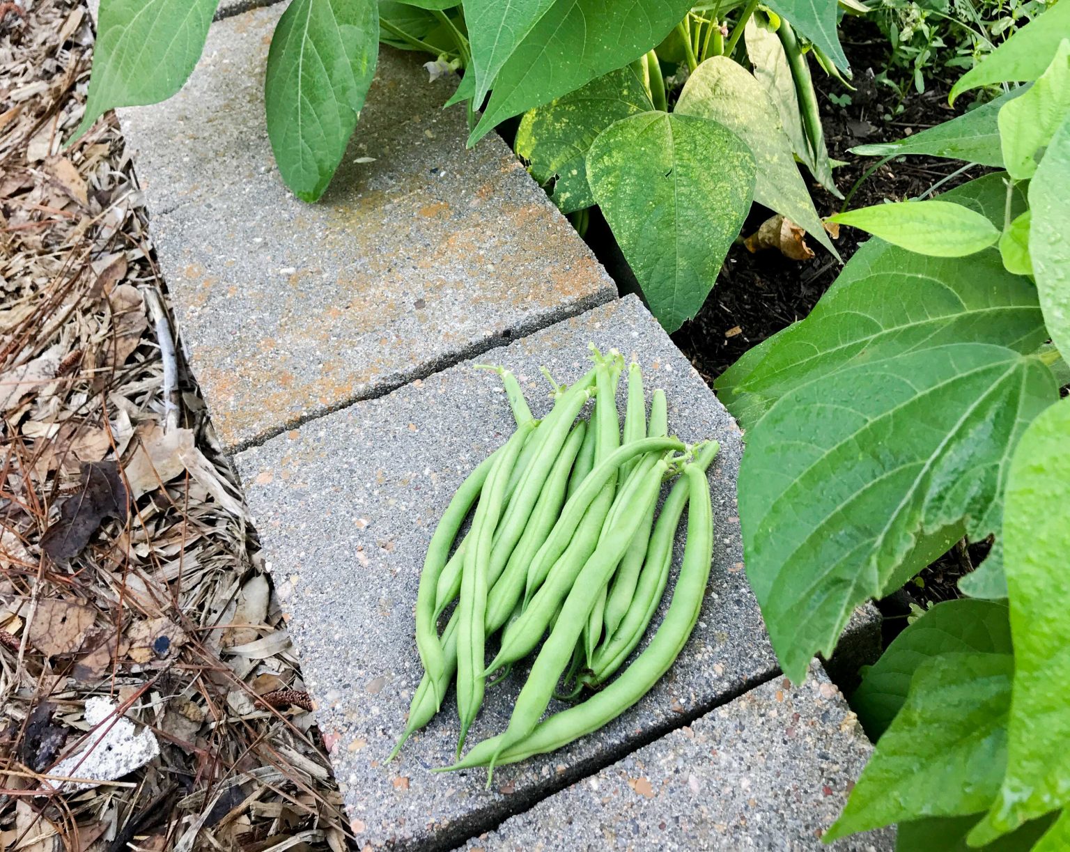 How to Grow Beans in Houston - Pilar's Chilean Food & Garden