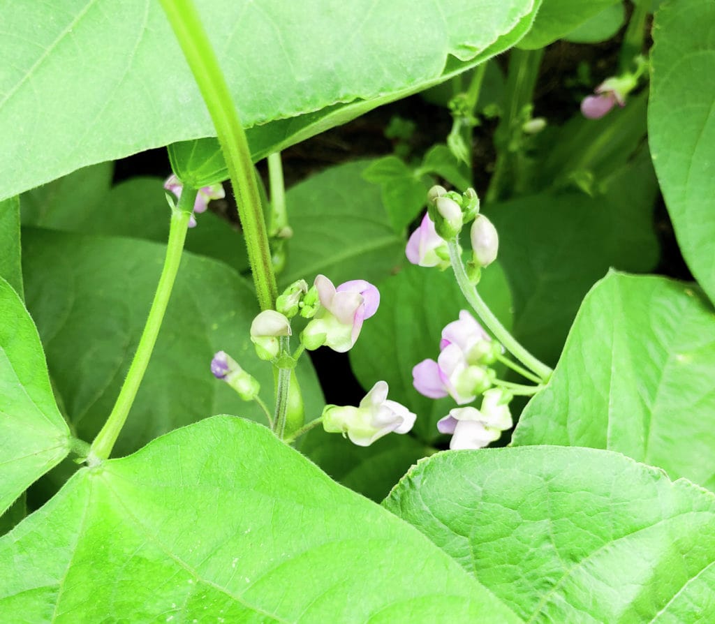 How to Grow Green Beans in Houston