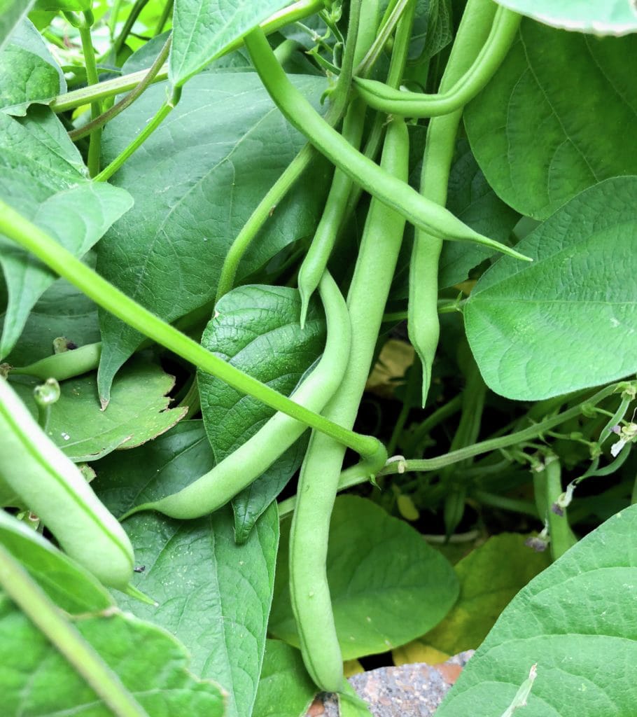How to Grow Beans in Houston - Pilar's Chilean Food & Garden