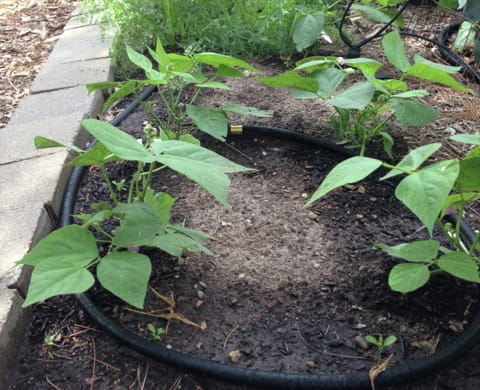 Como cultivar y plantar porotos