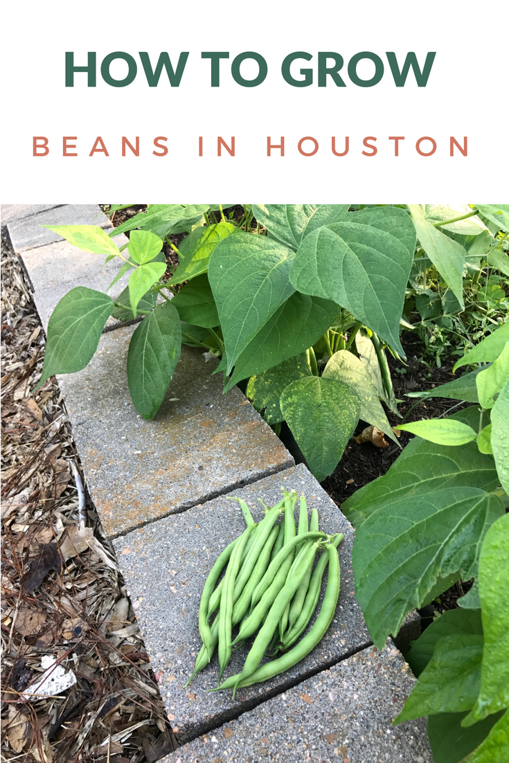 How to Grow Beans in Houston Pilar's Chilean Food & Garden