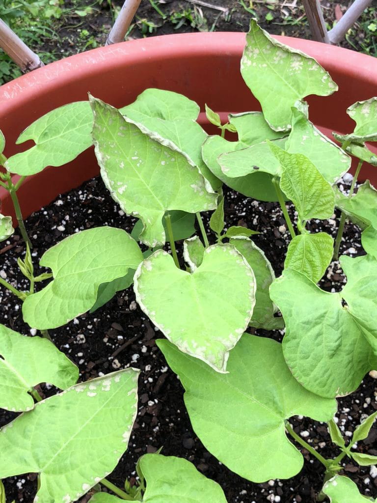 Grean beans plants with frost damage