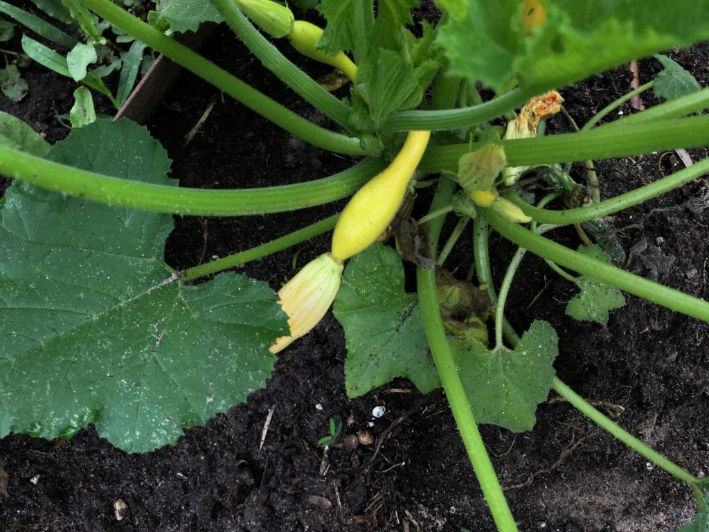 Squash plant, Houston