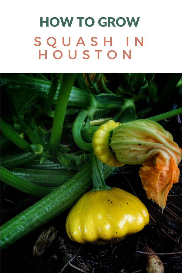 How to Grow Squash in Houston