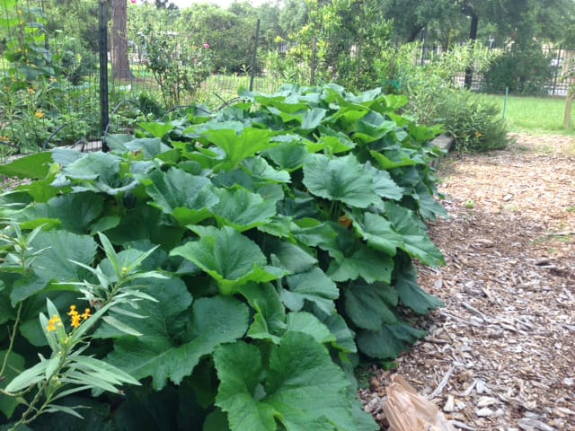 How to Grow Squash in Houston