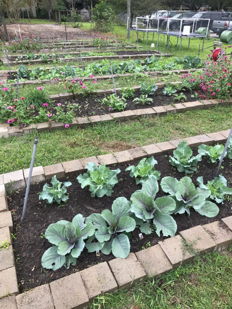 How to Grow Broccoli, Cabbage and, Cauliflower in Houston