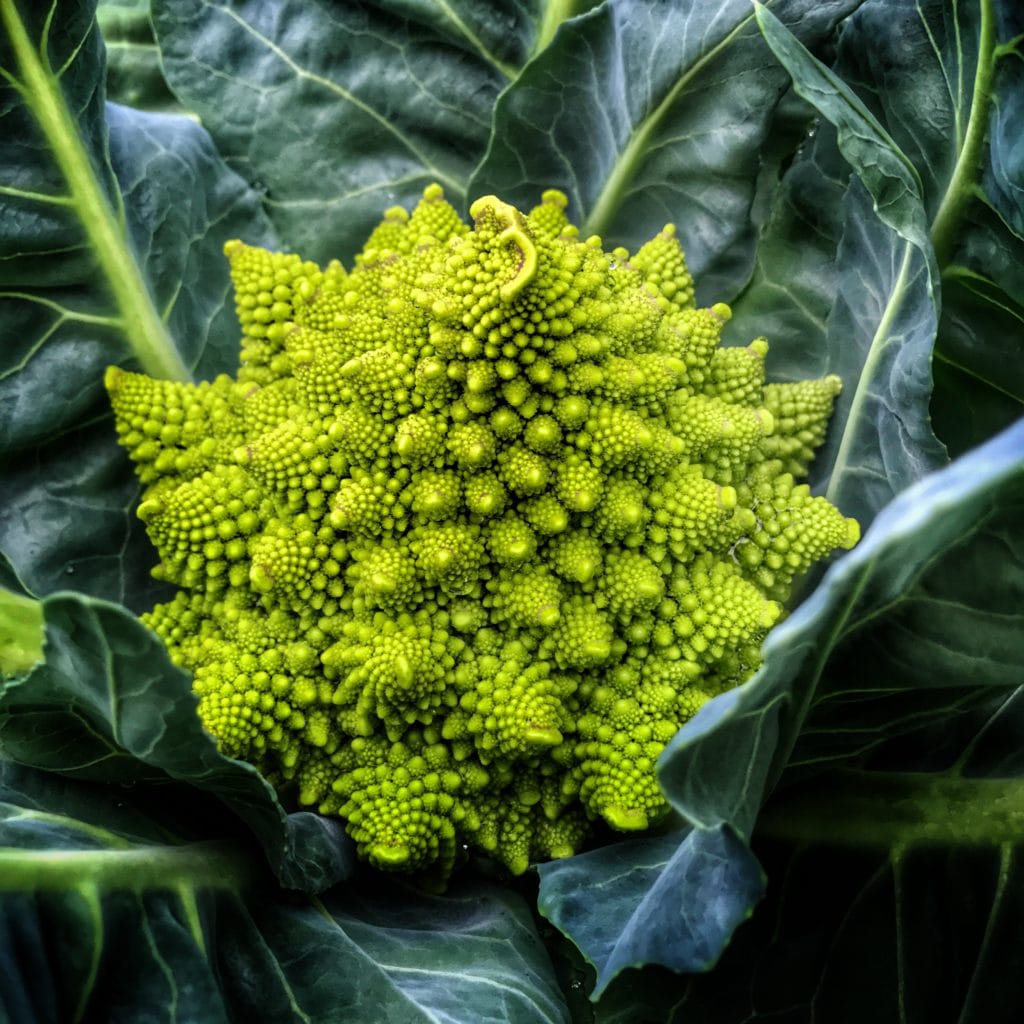 Romanesco Cauliflower