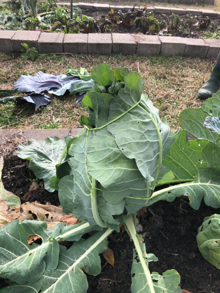 Cauliflower cold protection