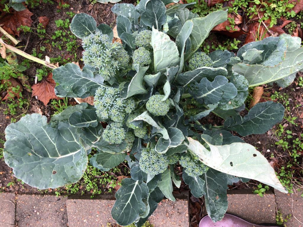 How to Grow Broccoli and Cabbage in Houston