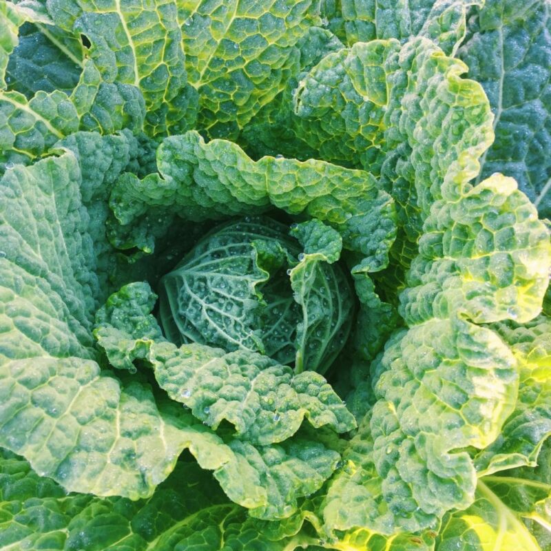 How to Grow Broccoli, Cabbage and, Cauliflower in Houston Pilar's