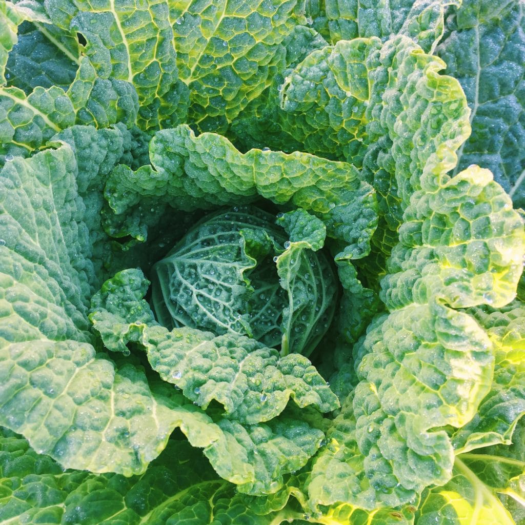 Savoy cabbage in Houston