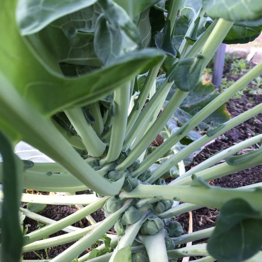 Brussels Sprouts in Houston