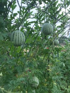 How to Grow Melons and Watermelons in Houston