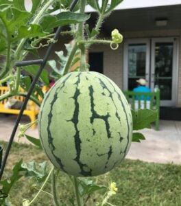 How to Grow Melons and Watermelons in Houston