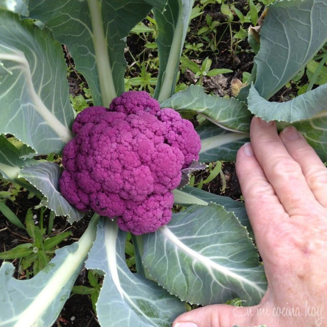 How to Grow Broccoli and Cabbage in Houston