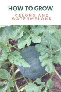 How to grow melons and watermelons