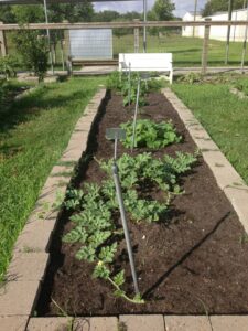 How to Grow Melons and Watermelons in Houston