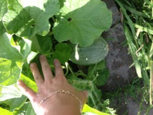 How to Grow Melons and Watermelons in Houston