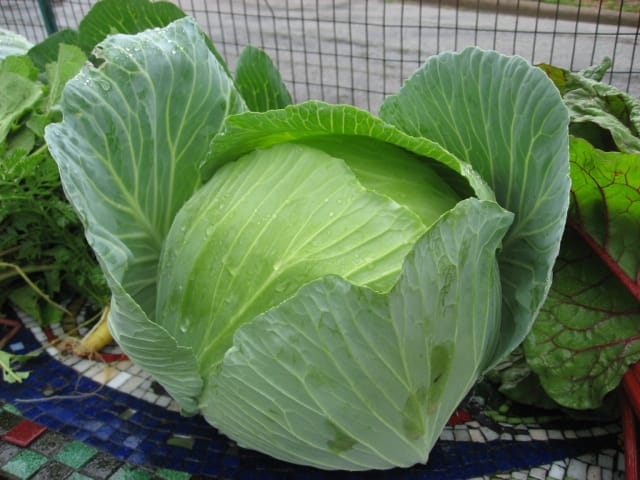 How to Grow Broccoli and Cabbage in Houston