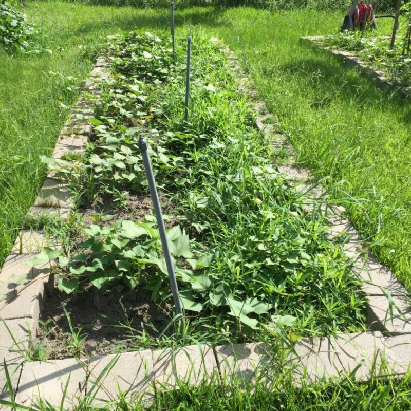 How to Grow and Harvest Sweet Potatoes in Houston Pilar's Chilean
