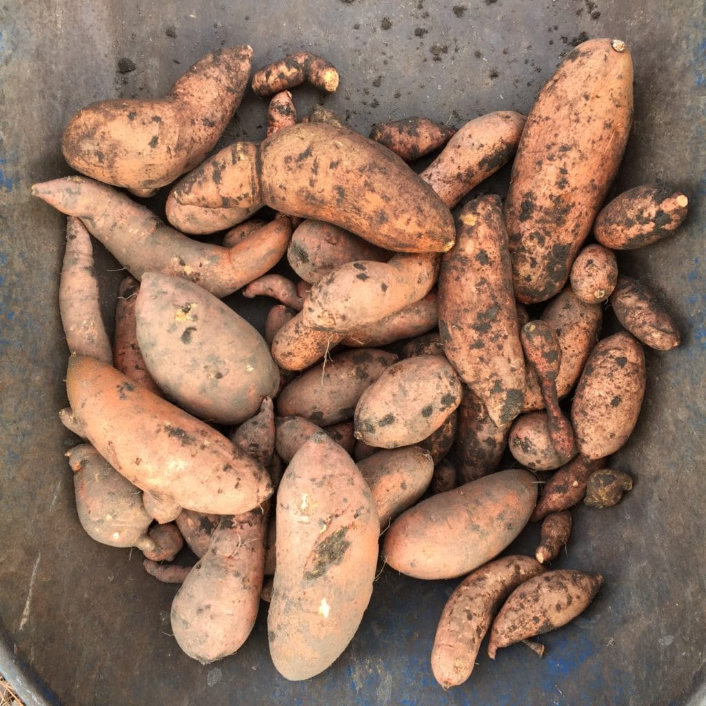 How to Grow and Harvest Sweet Potatoes in Houston