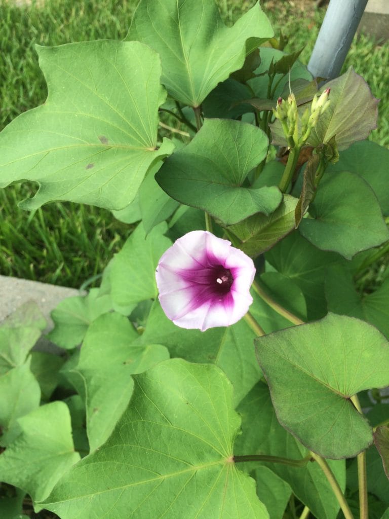 Sweet Potato Flower 