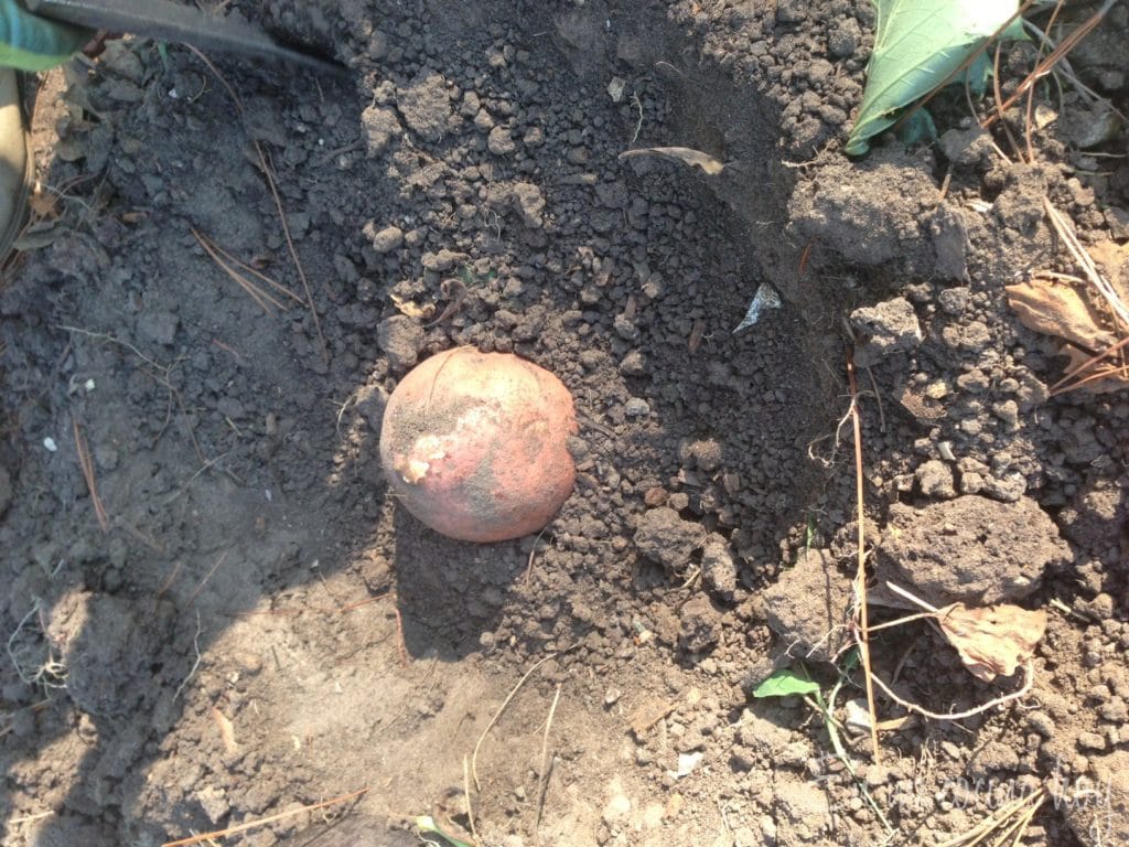 How to Harvest Sweet Potatoes