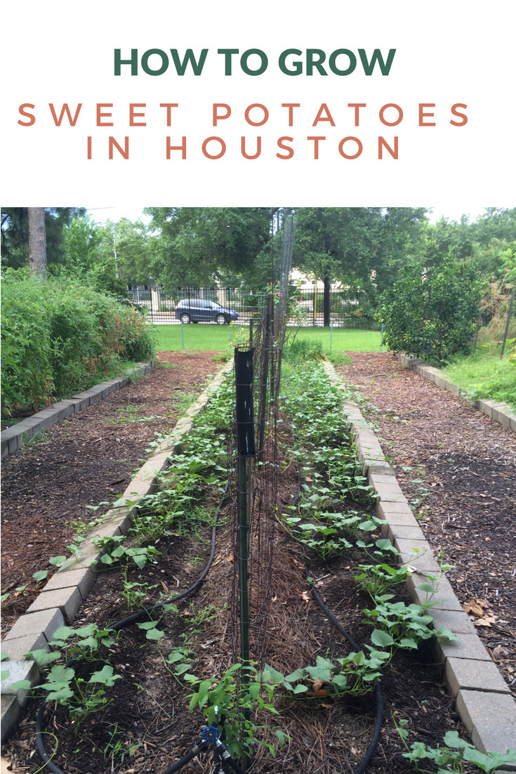 How to grown and harvest sweet potatoes in Houston