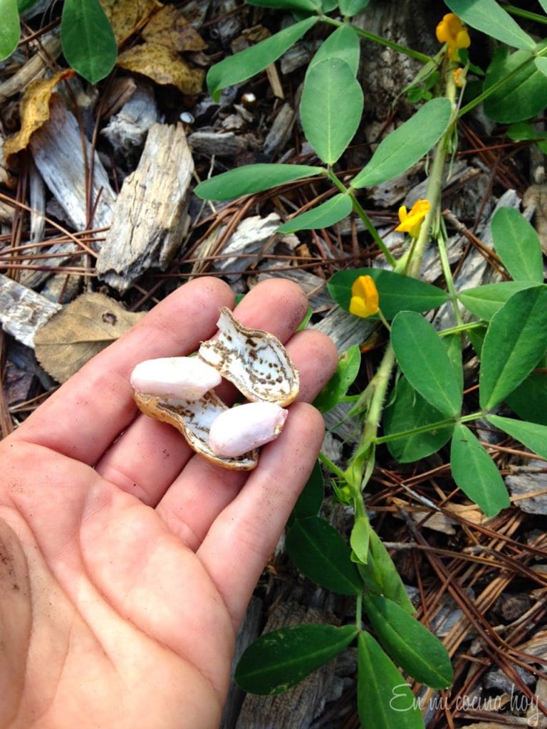 How to grow peanuts in Houston