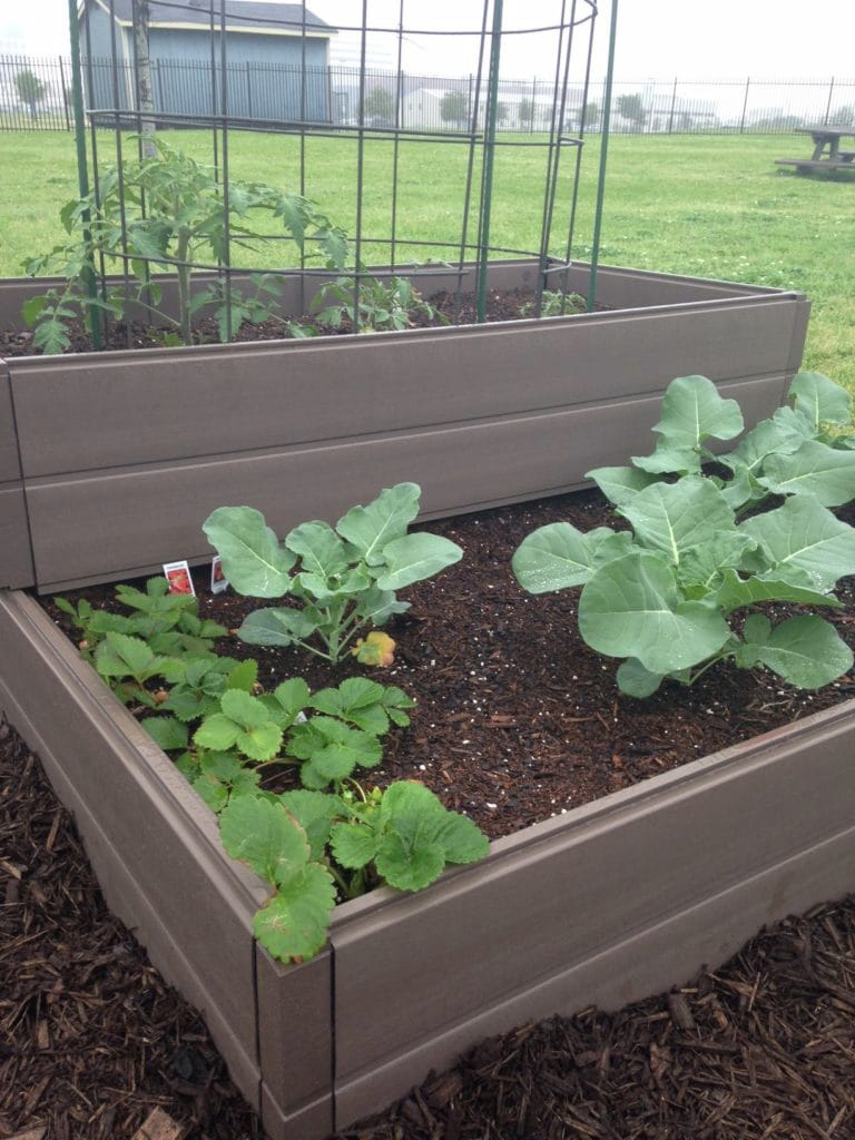 6 Basics of the Vegetable Garden in Houston