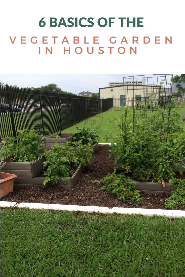 Vegetable gardening in Houston