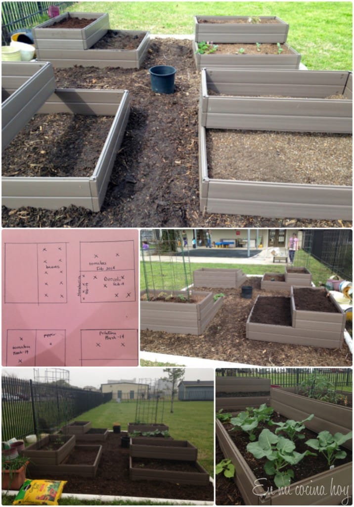 Kindergarten Vegetable Garden