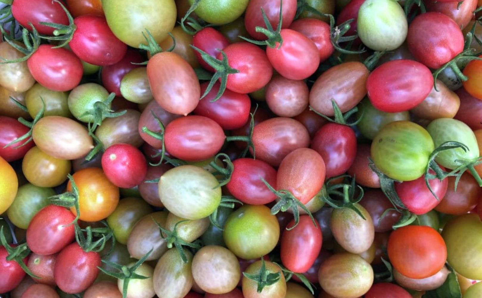 How to Grow Tomatoes in Houston Pilar�s Chilean Food