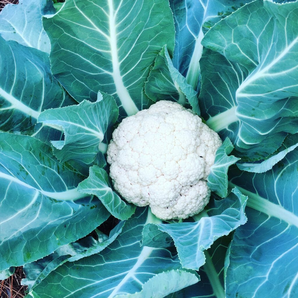 Cauliflower