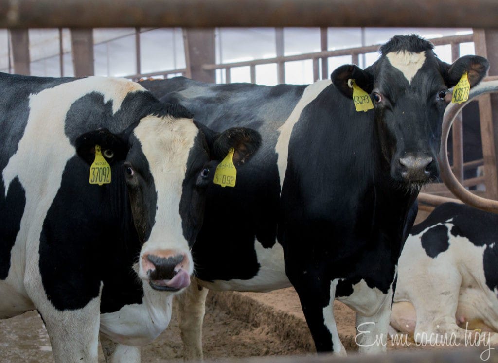 Wildcat Dairy Farm