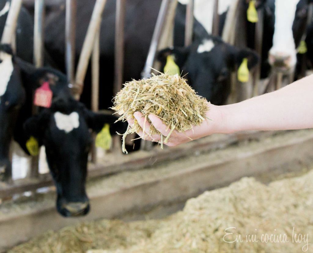 Wildcat Dairy Farm