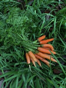 How to Plant and Grow Carrots in Houston