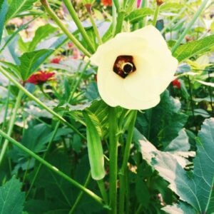 How to Grow Okra in Houston: Okra Zeebest