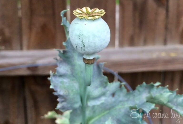 How to Collect Seeds from Poppies Pilar's Chilean Food & Garden
