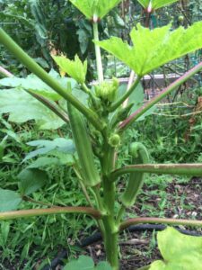 Okra pods