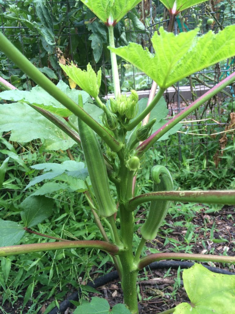 How to Grow Okra in Houston - Pilar's Chilean Food & Garden
