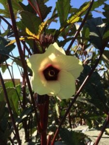 okra burgundy flower