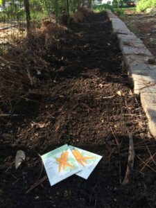 carrot planting